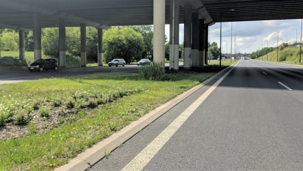 Trzciny, które wyrosły w miejscu odprowadzania deszczówki z ulicy. Widok pod mostem.