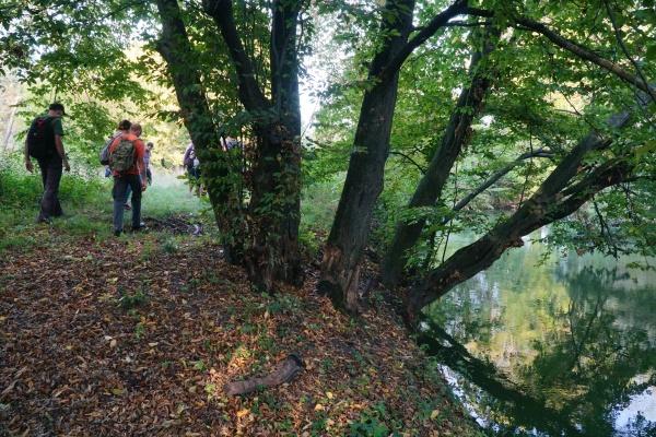 Drzewa rosnące na skarpie, nad rzeką.