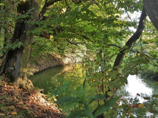 Brzeg rzeki tworzący skarpę, na której rosną drzewa i krzewy.