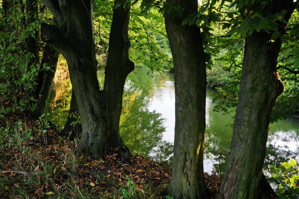 Drzewa rosnące na skarpie, nad rzeką.